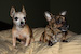 Canine Moments